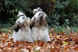 SHIH TZU 184